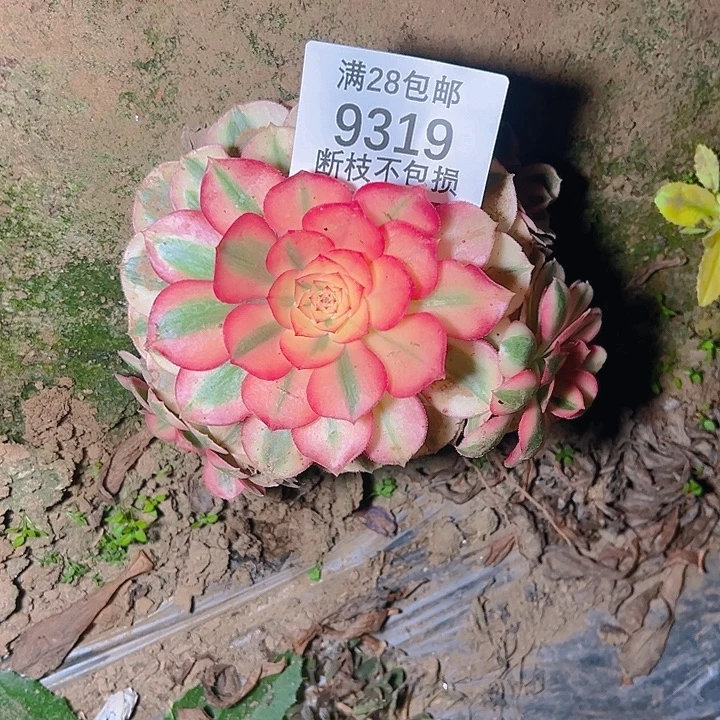 9319倾城多肉植物