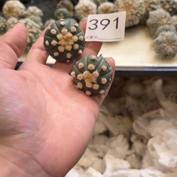 河****兜星球仙人球391号2个炸毛