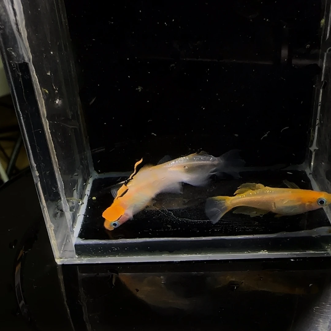 青鳉鱼一物一拍629
