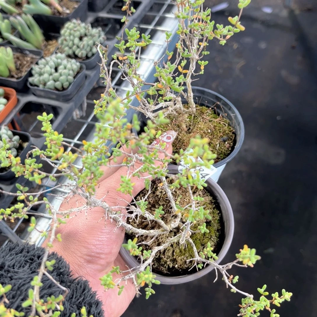 24584一物一拍单头发货