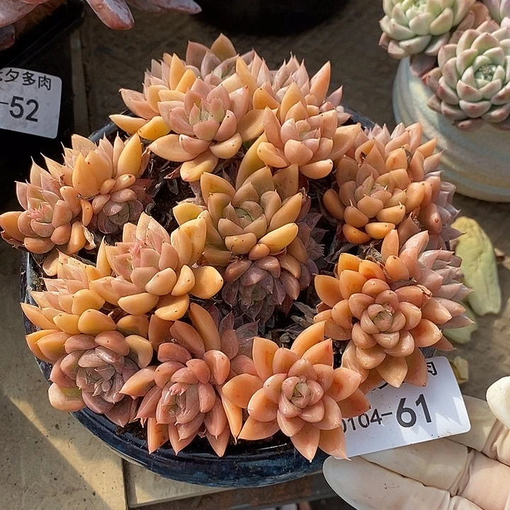 小七夕多肉不知名61