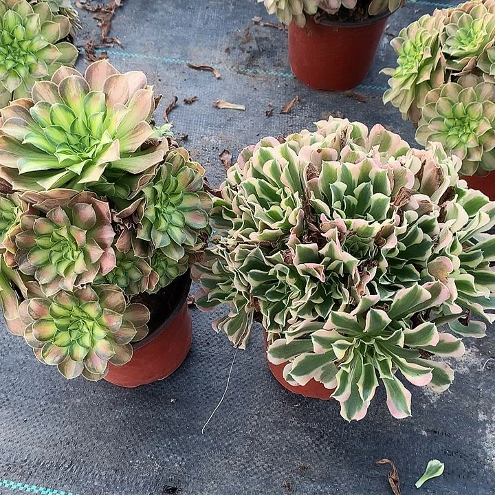 672两颗多肉植物