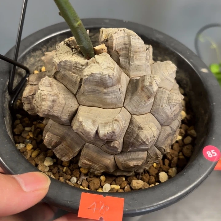 11号日系龟甲龙带盆包邮不退不换