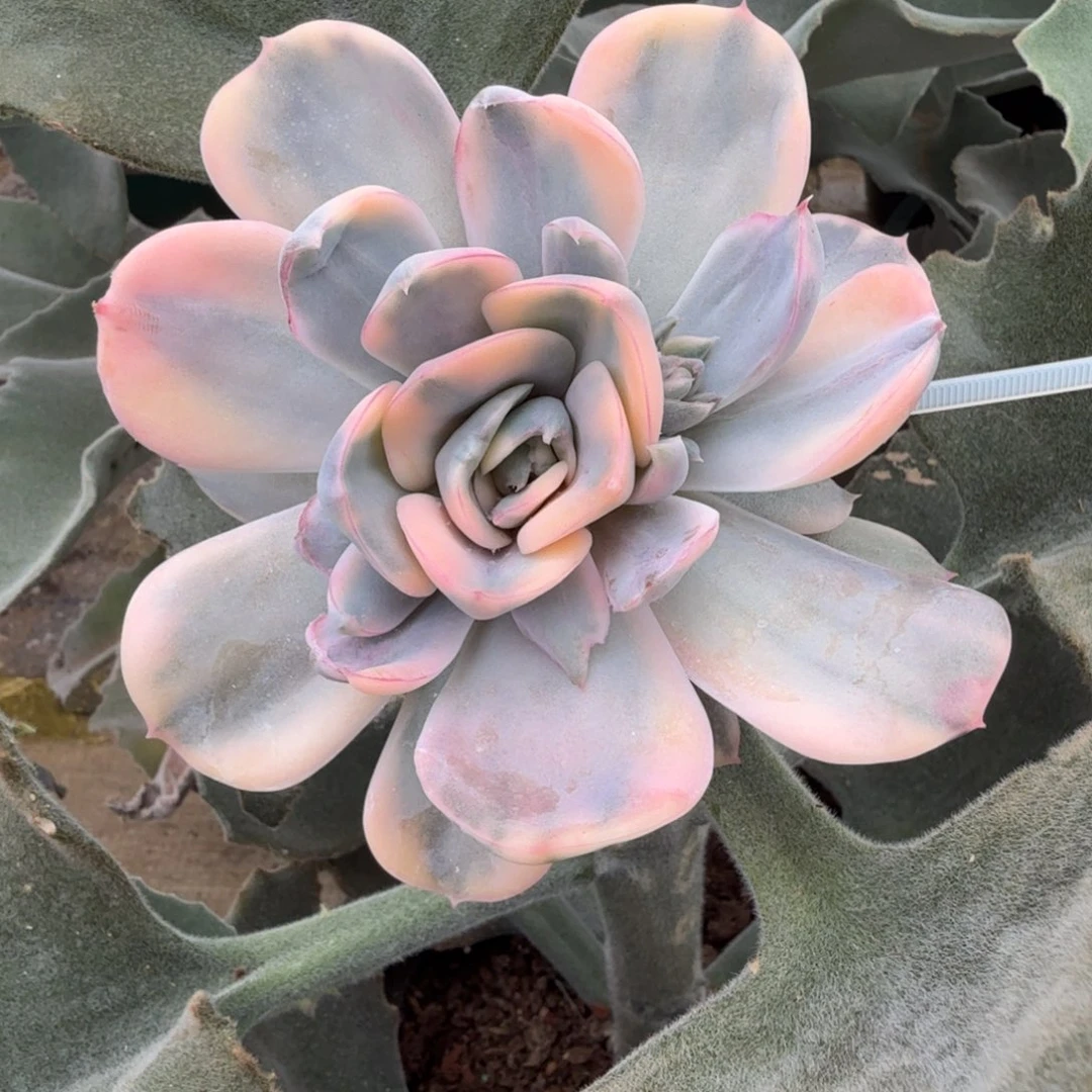 红色斯特拉锦锦上园艺一物一拍