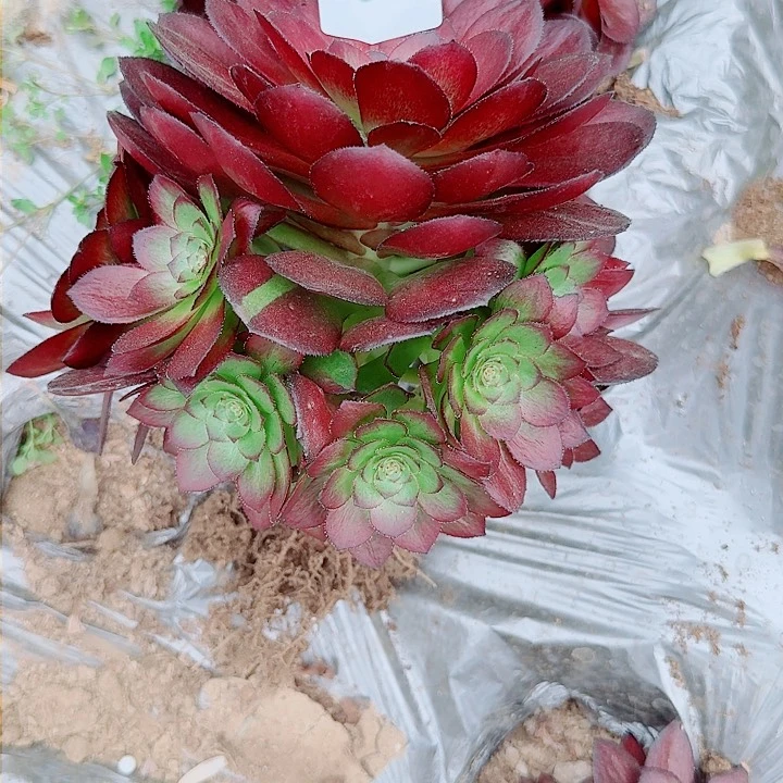 美*黑寡妇360万圣节变异