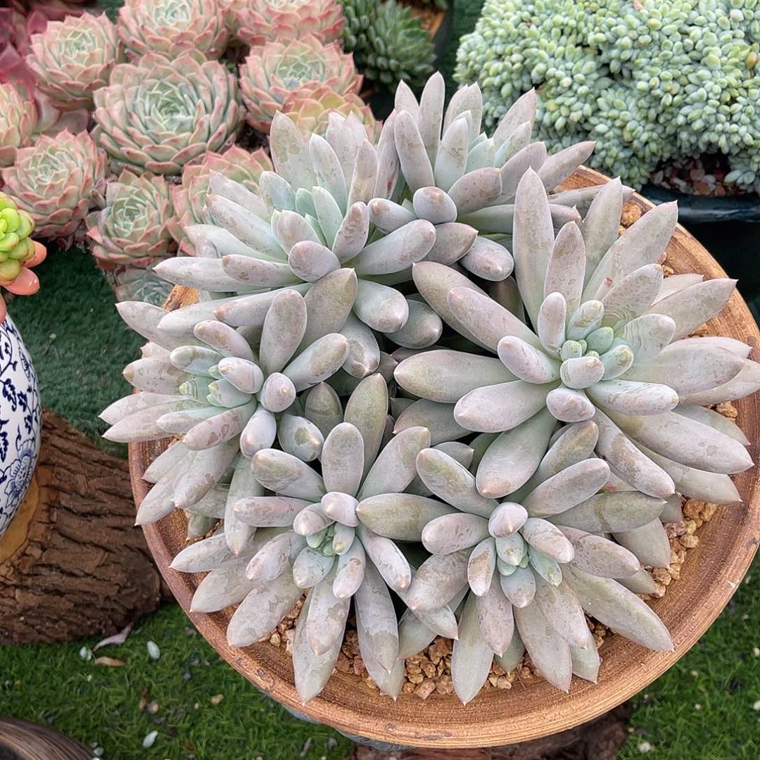 彩体哥萝莉大群多头