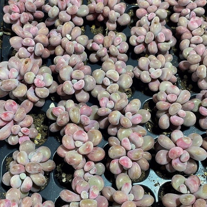 双头小桃蛋1.5带土发货