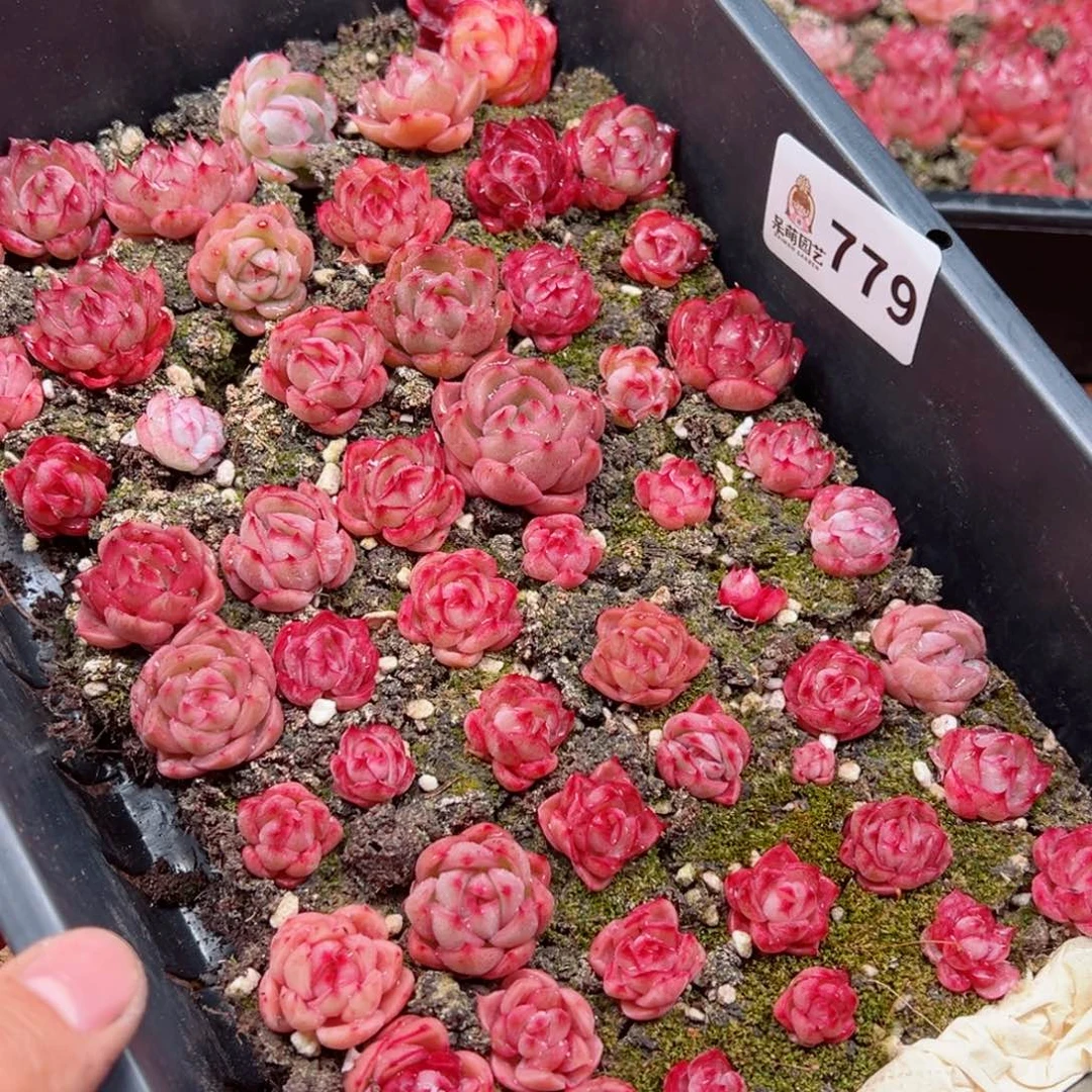 ?***✌多肉植物多肉植物