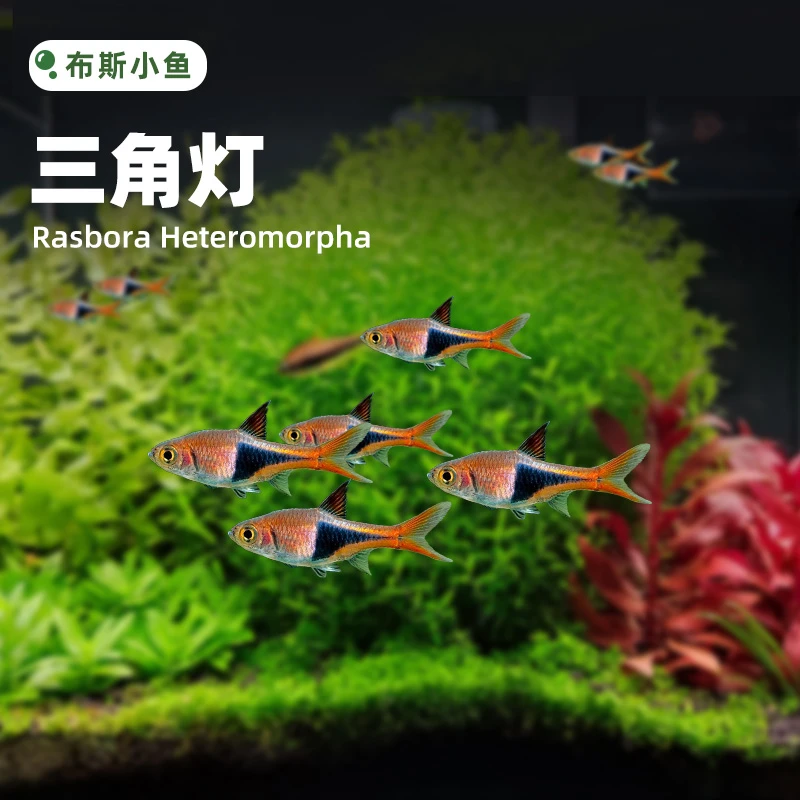 布斯小鱼 三角灯鱼小型观赏鱼