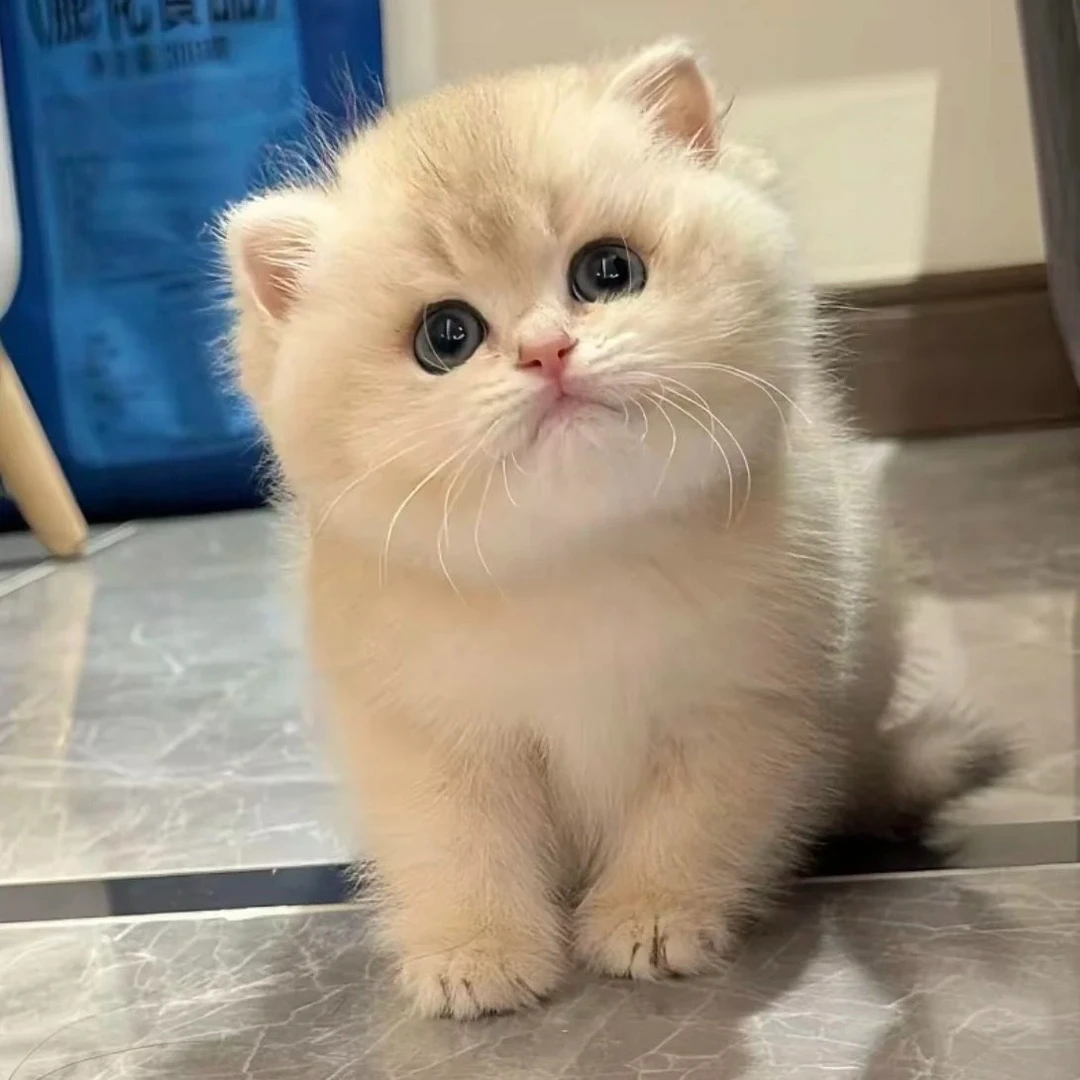 【胡总】宠物活体猫咪链接纯种金渐层蓝金曼基康拿破仑猫咪全款包邮