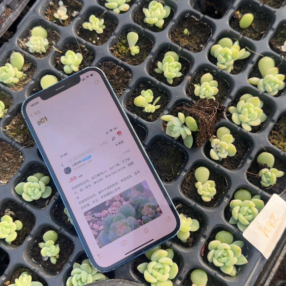 P C1 穴一个满25包邮