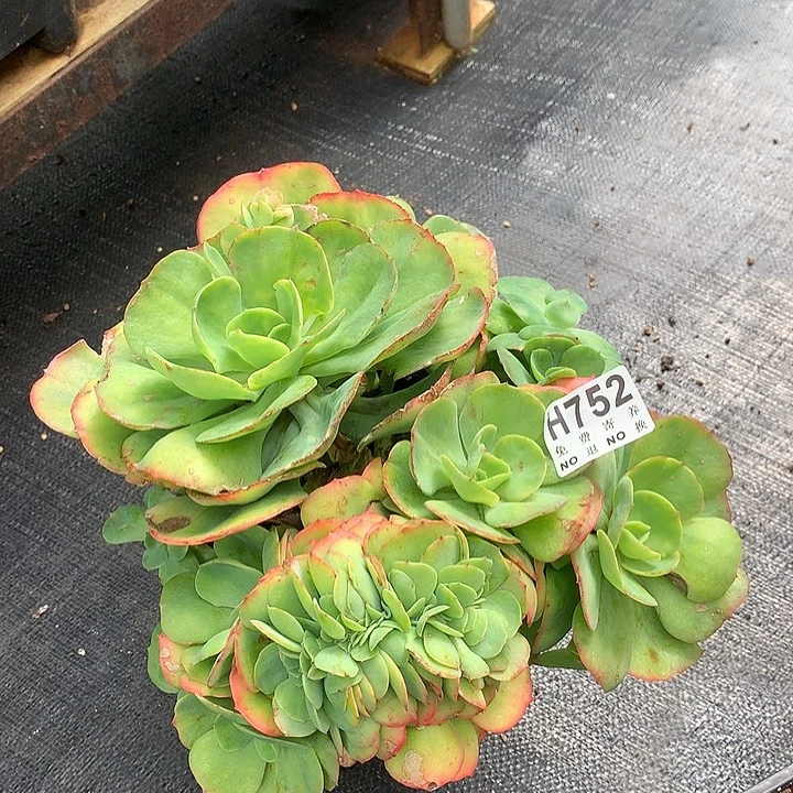 杂交缀化大群 非偏远38包邮，节后发