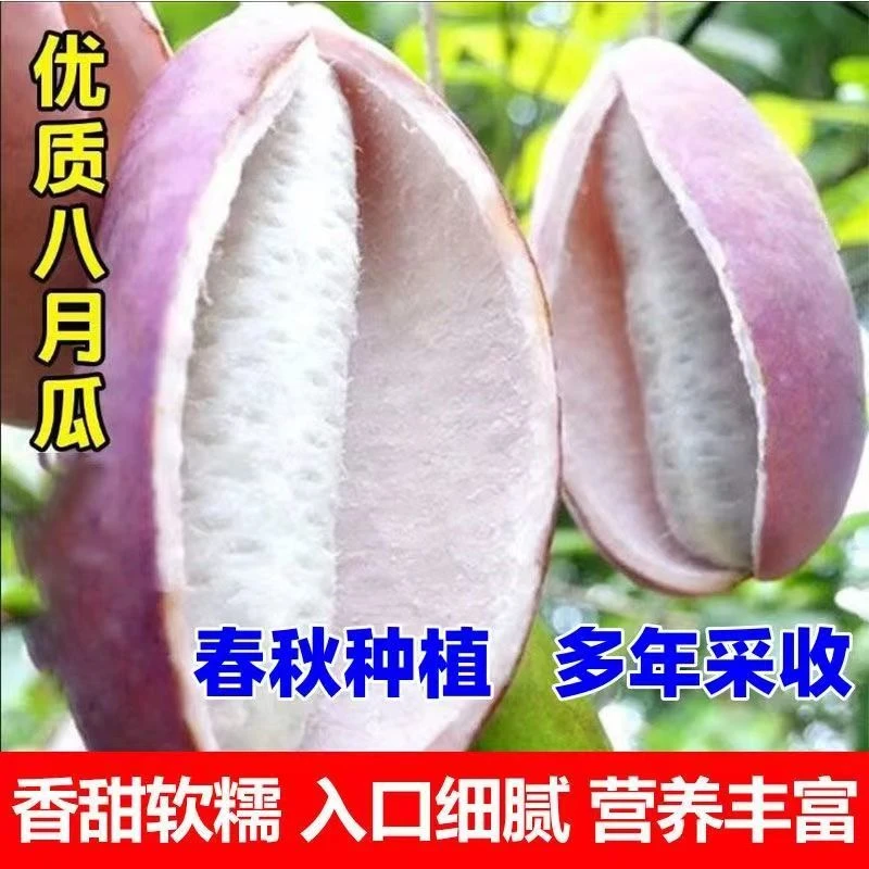 软糯】八月瓜孖香甜软糯八月瓜春秋冬季庭院爬藤植物吃水果八月炸