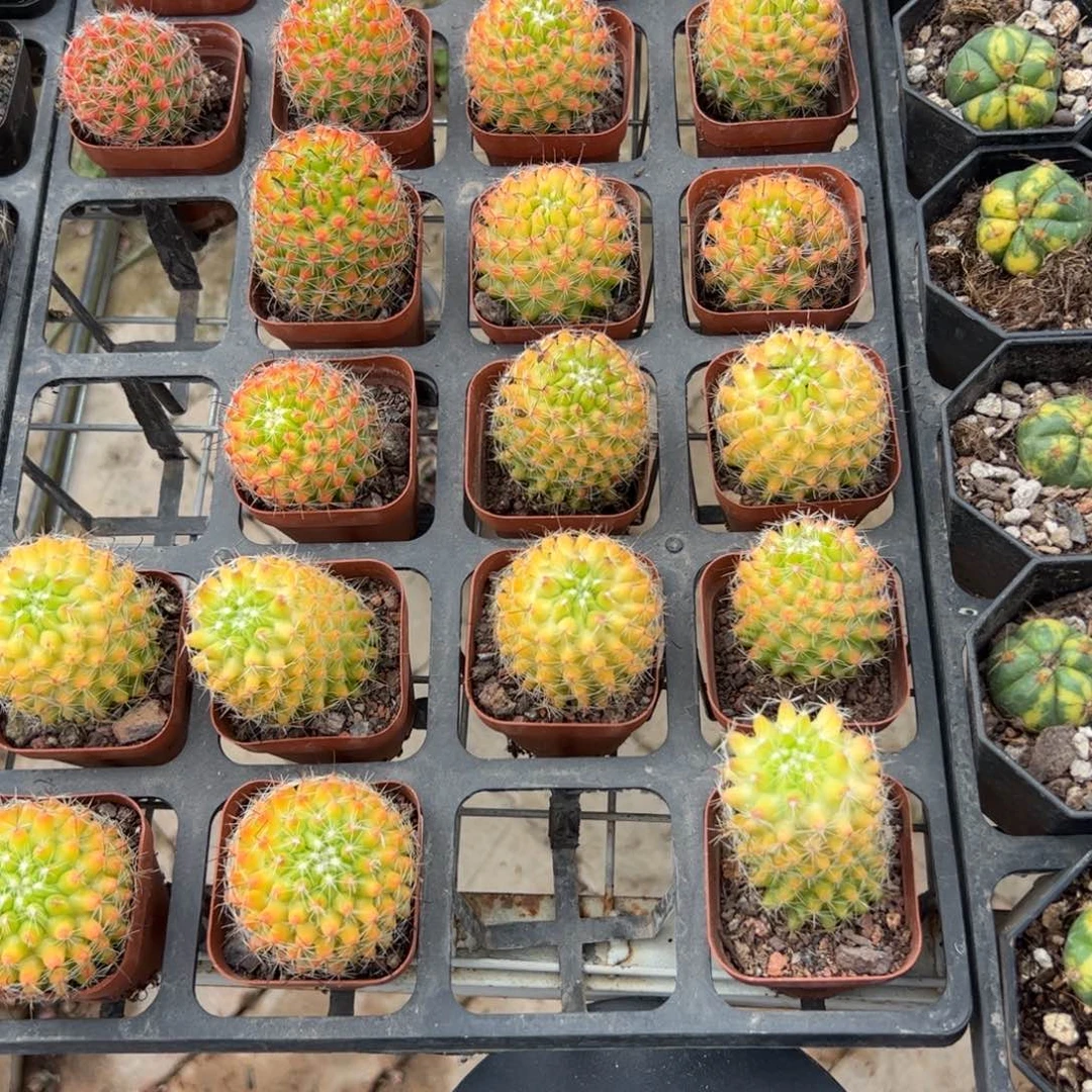 红娜丸 满三单发货