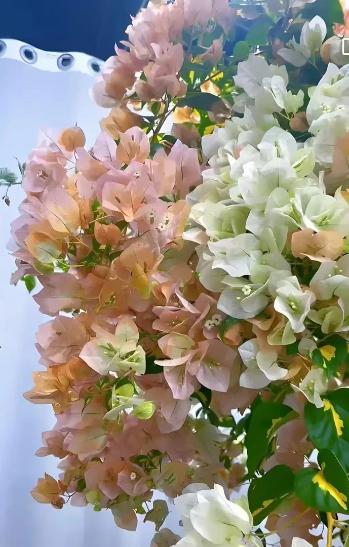 三角梅花卉四季勤花丰花不易掉花（一物一拍