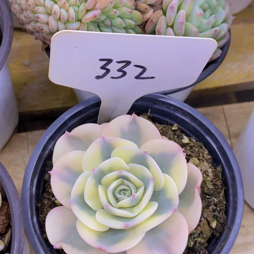 清货，一物一拍，不对比
