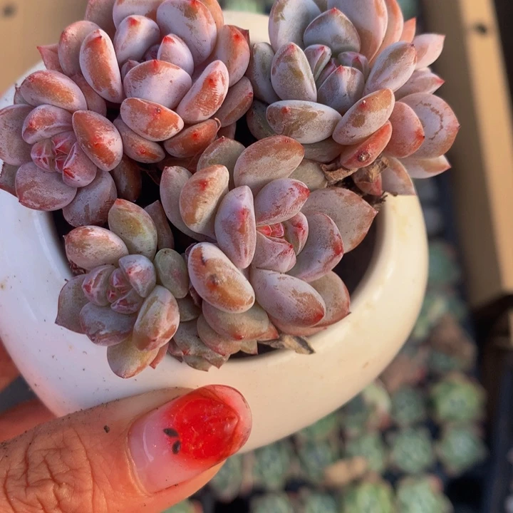 星影双头3颗（满9.99包邮不满9.99发叶子）