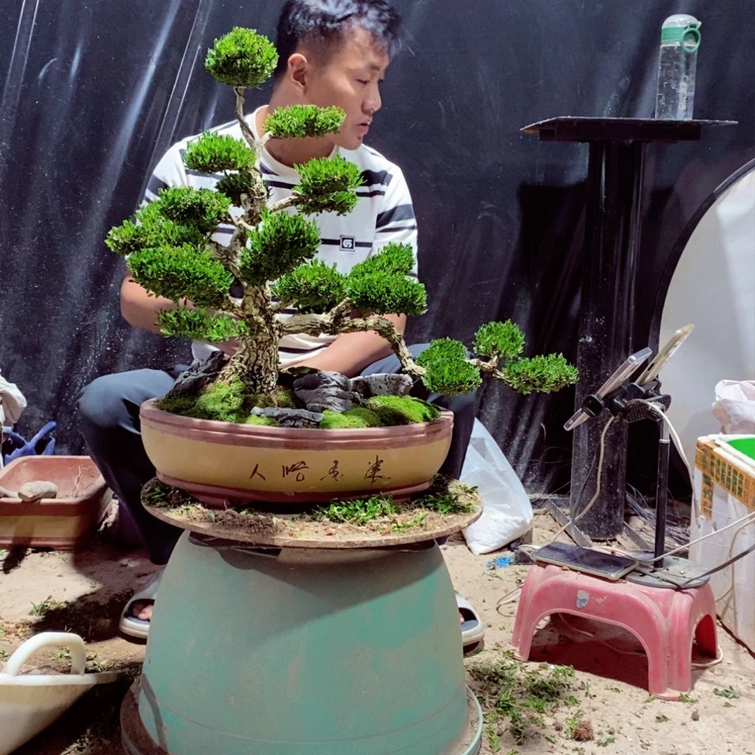 无花朵广东皱皮雀舌黄杨