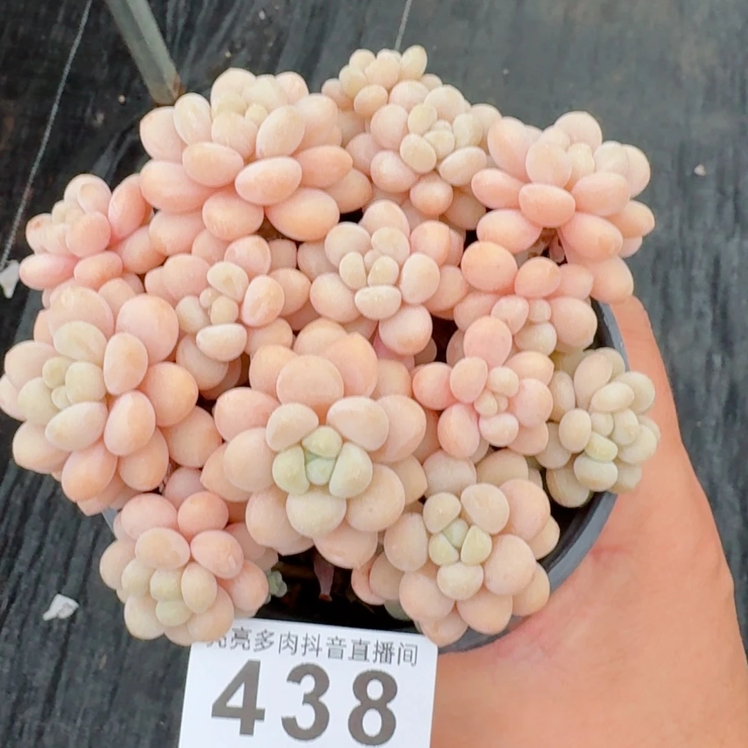 洛可可老桩         精品多肉