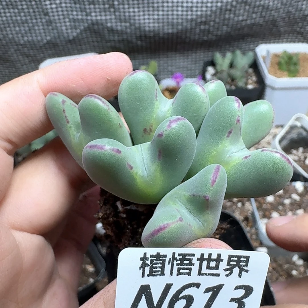 多肉植物的润泽徐gb