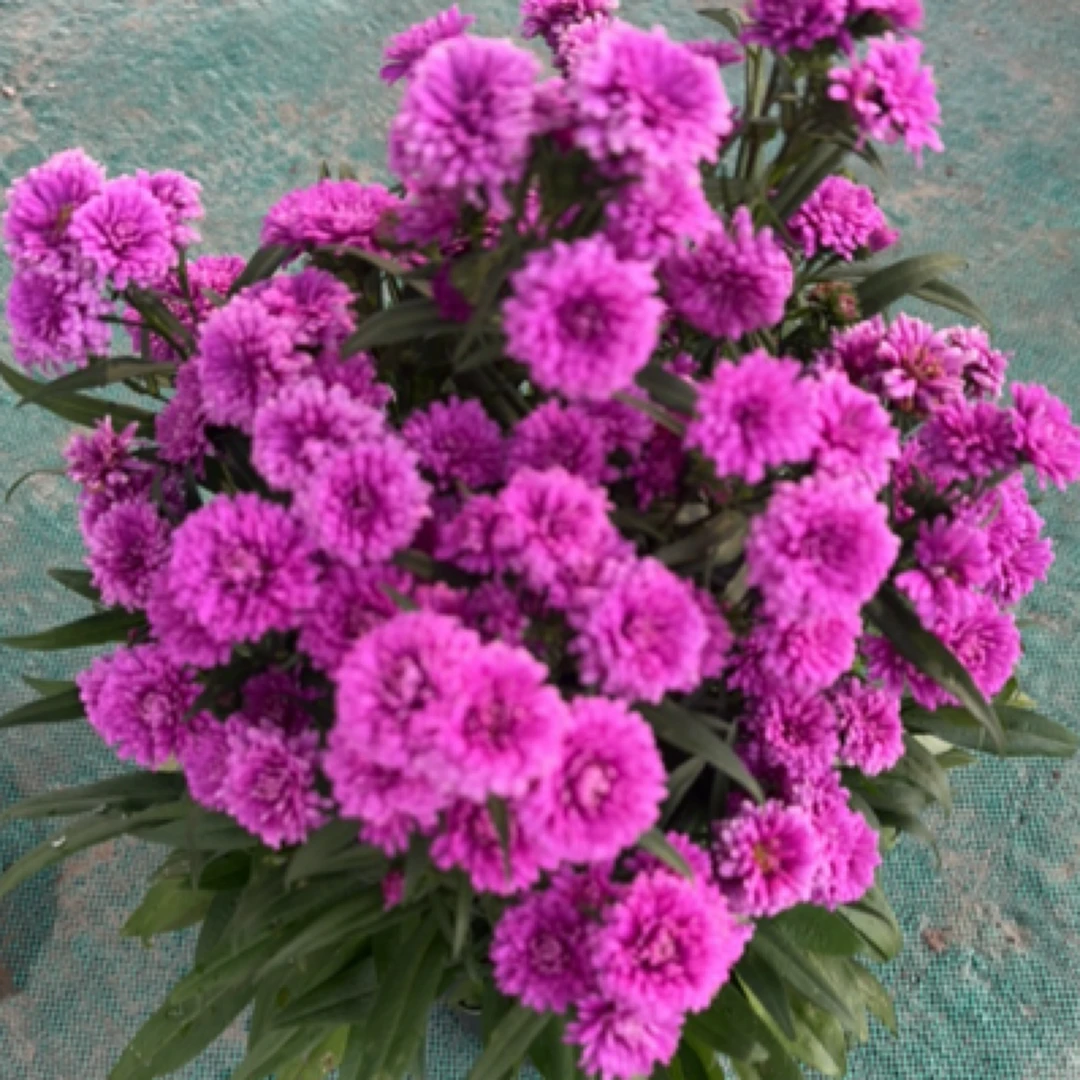 紫菀荷兰菊萨沙多年生宿根耐热耐寒花卉庭院阳台观赏盆栽露天大苗