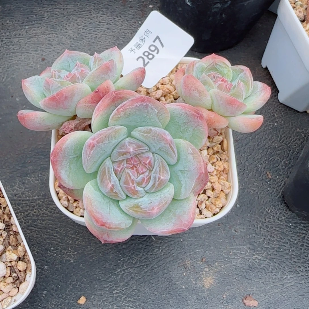 流心珍妮，2897多肉植物