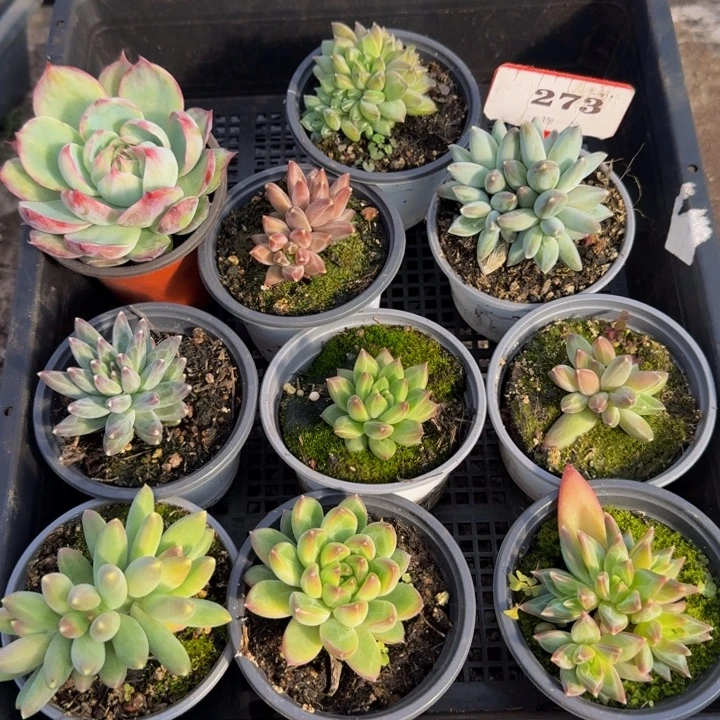 273多肉植物一物一拍