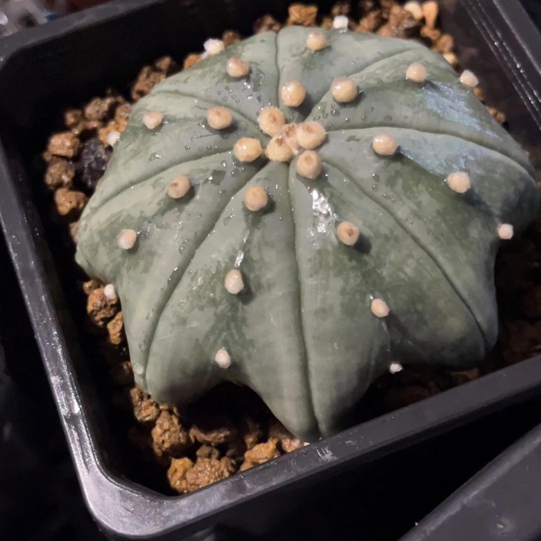 海星体琉璃兜一物一拍