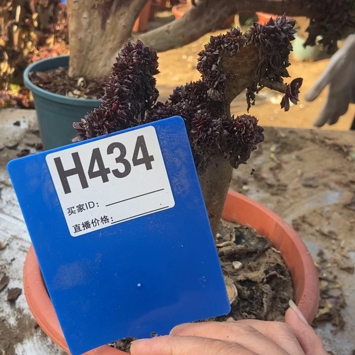 秋***秋434黑豆缀化缀化老桩
