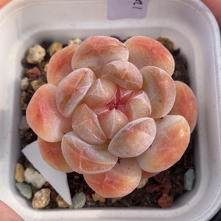 1204-553，糖心多肉