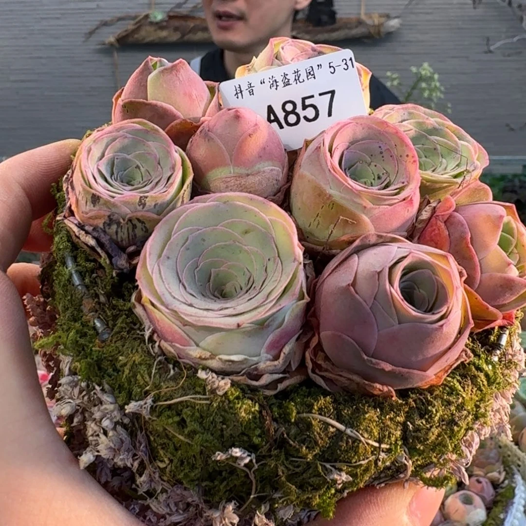 A857 苔藓花篮玫瑰组合