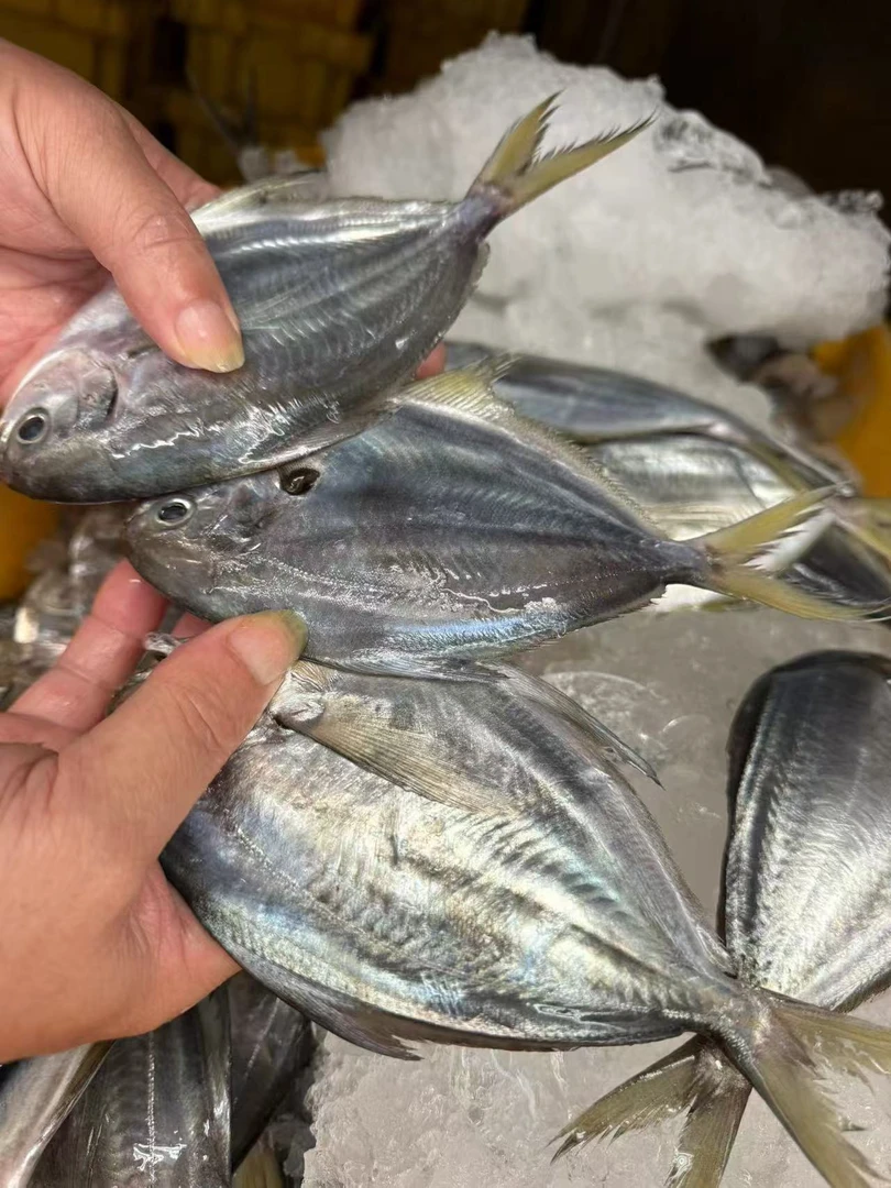 湛江本港新鲜天然野生海捕南美肉鲳 一斤5条