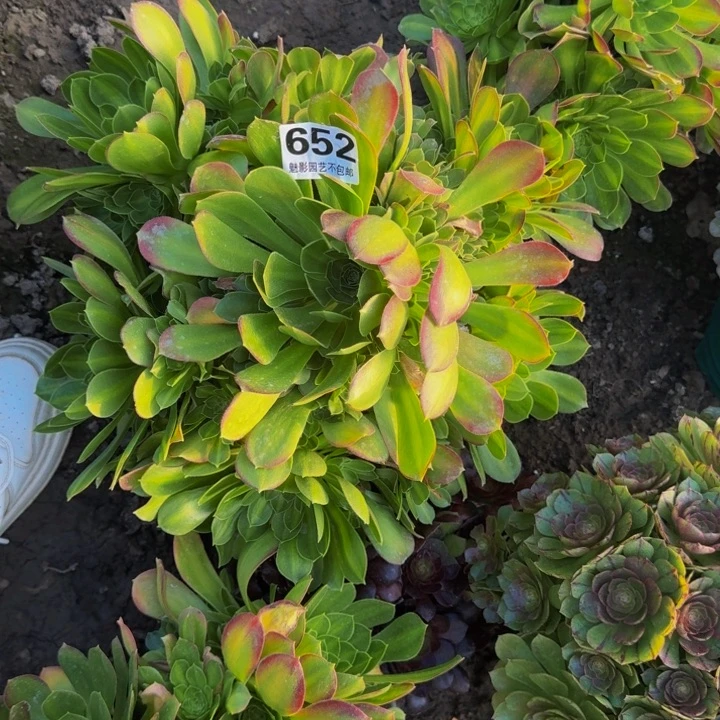 少华中班少27-1包邮花花