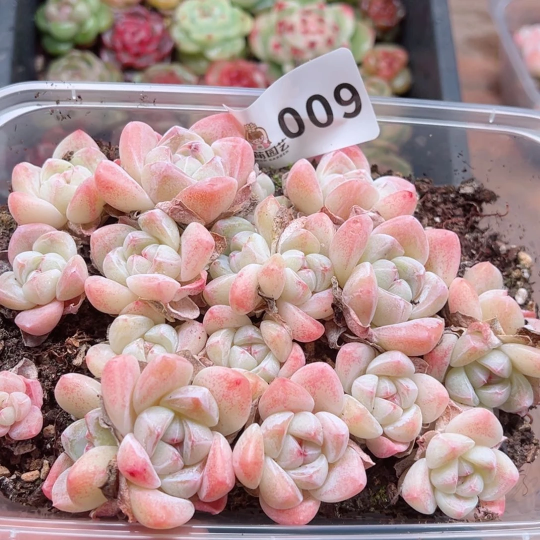 多肉植物多肉植物