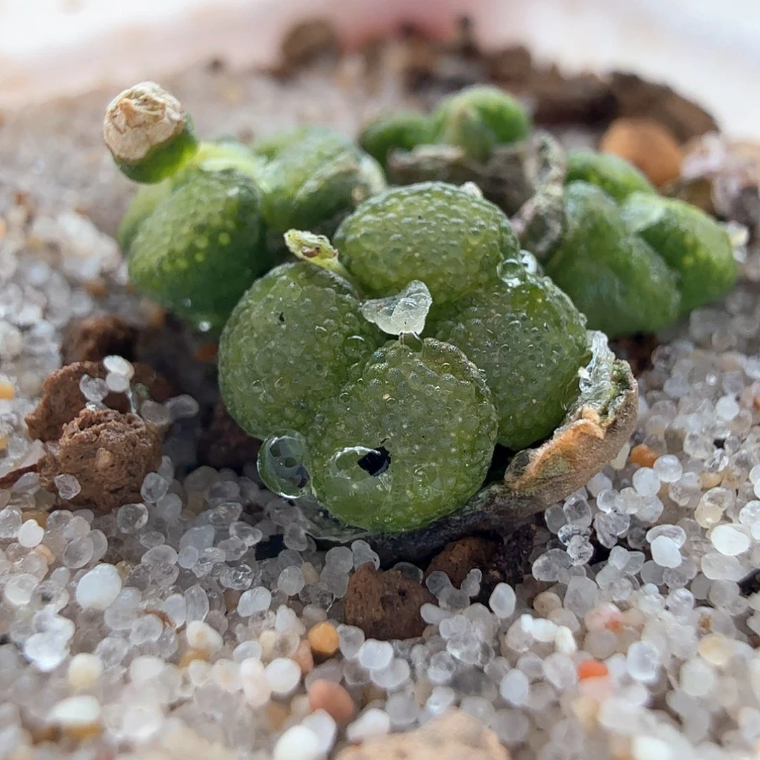 ?***✿2.21.85/泡泡勋章/多肉植物