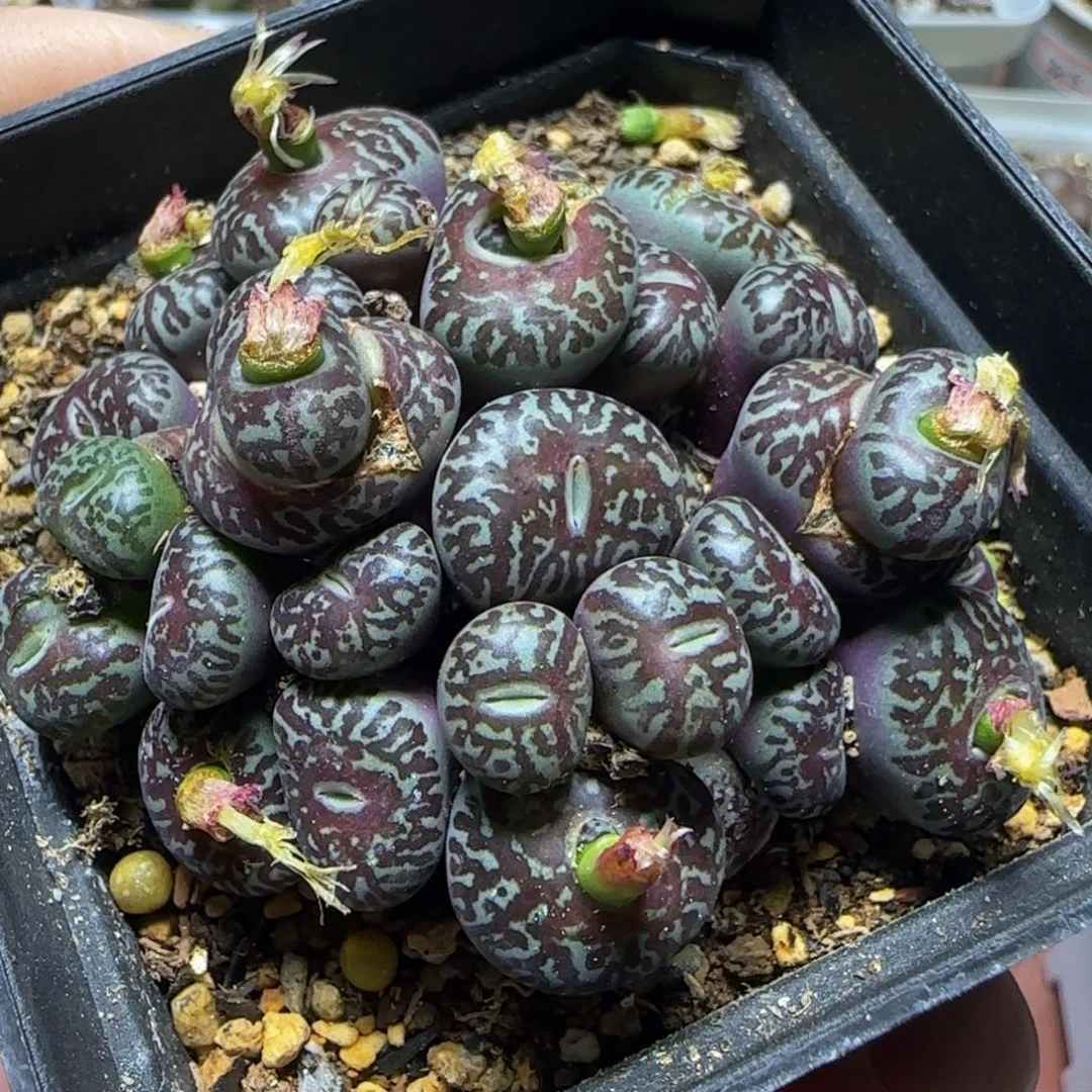 漂漂亮亮多肉植物