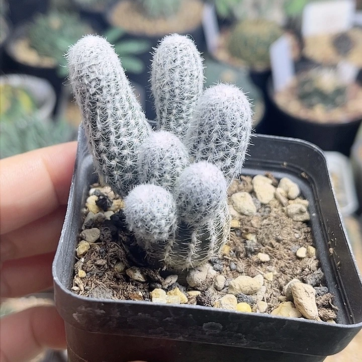 密刺中间丽花实生球群3.7公分