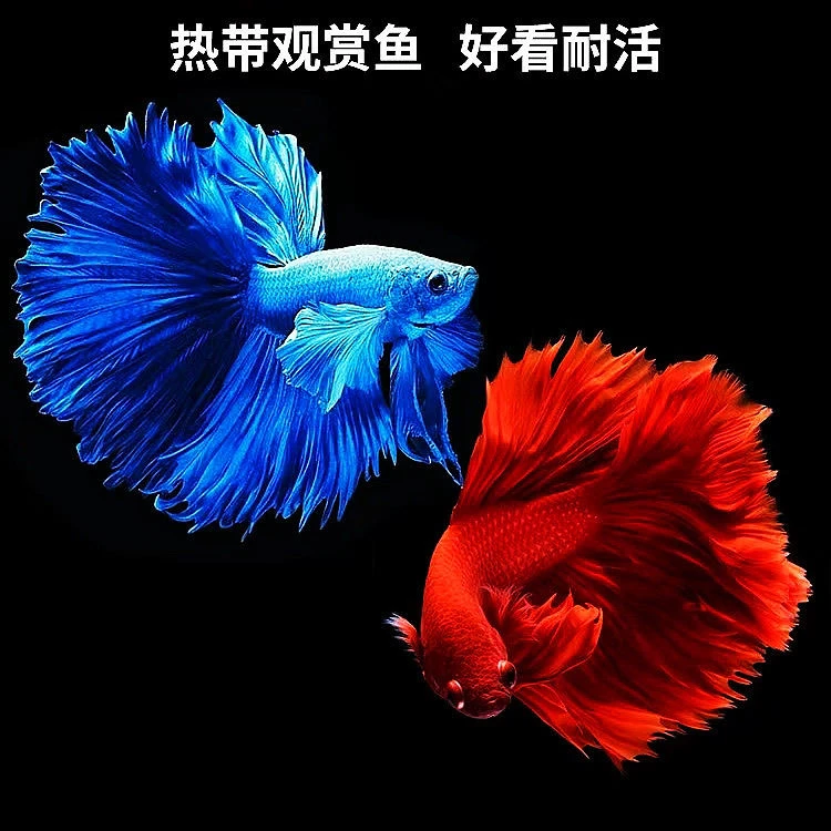 随机精选七彩泰国斗鱼半月公鱼母鱼拍这里！