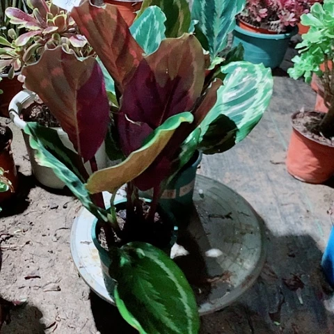 绿植绿植的绿植50号