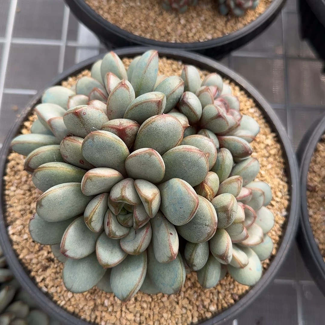 从前慢花园精选葡萄大