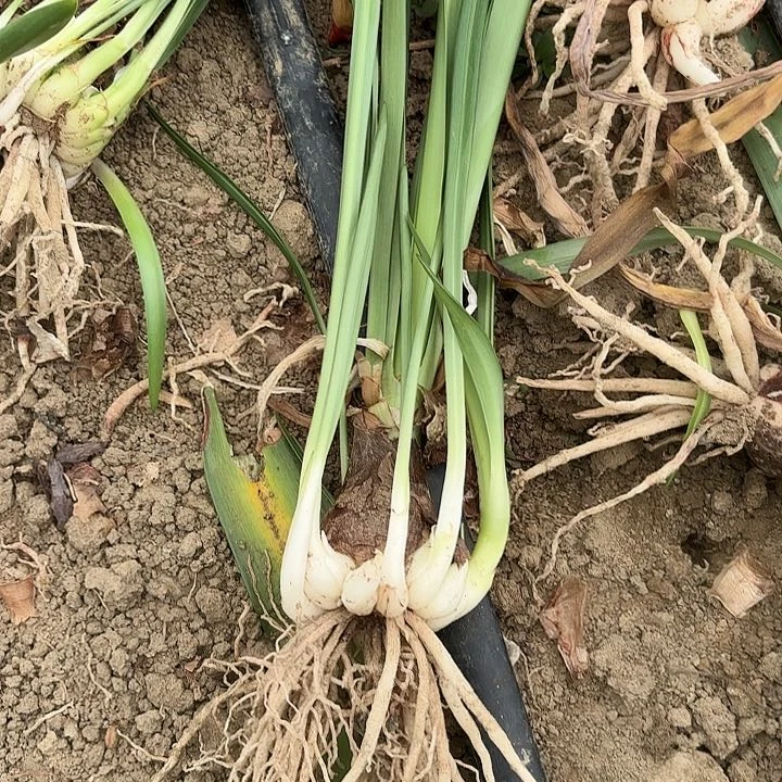 无花朵火凤凰小小坨福利