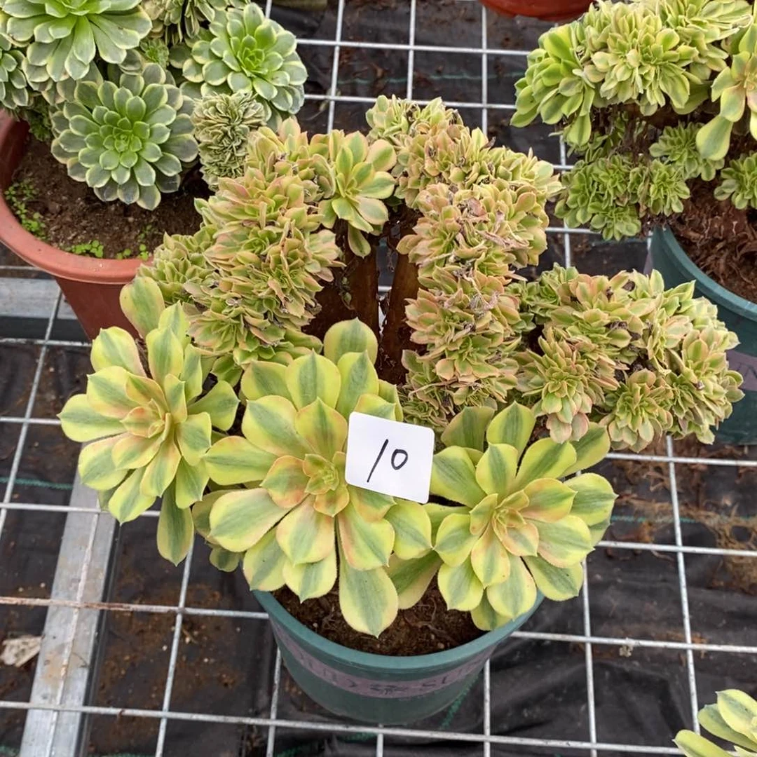 多肉植物组合拼盘10