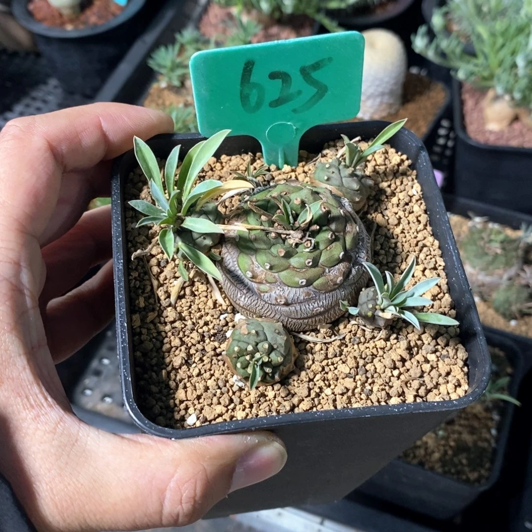 铁步丸多肉植物一个
