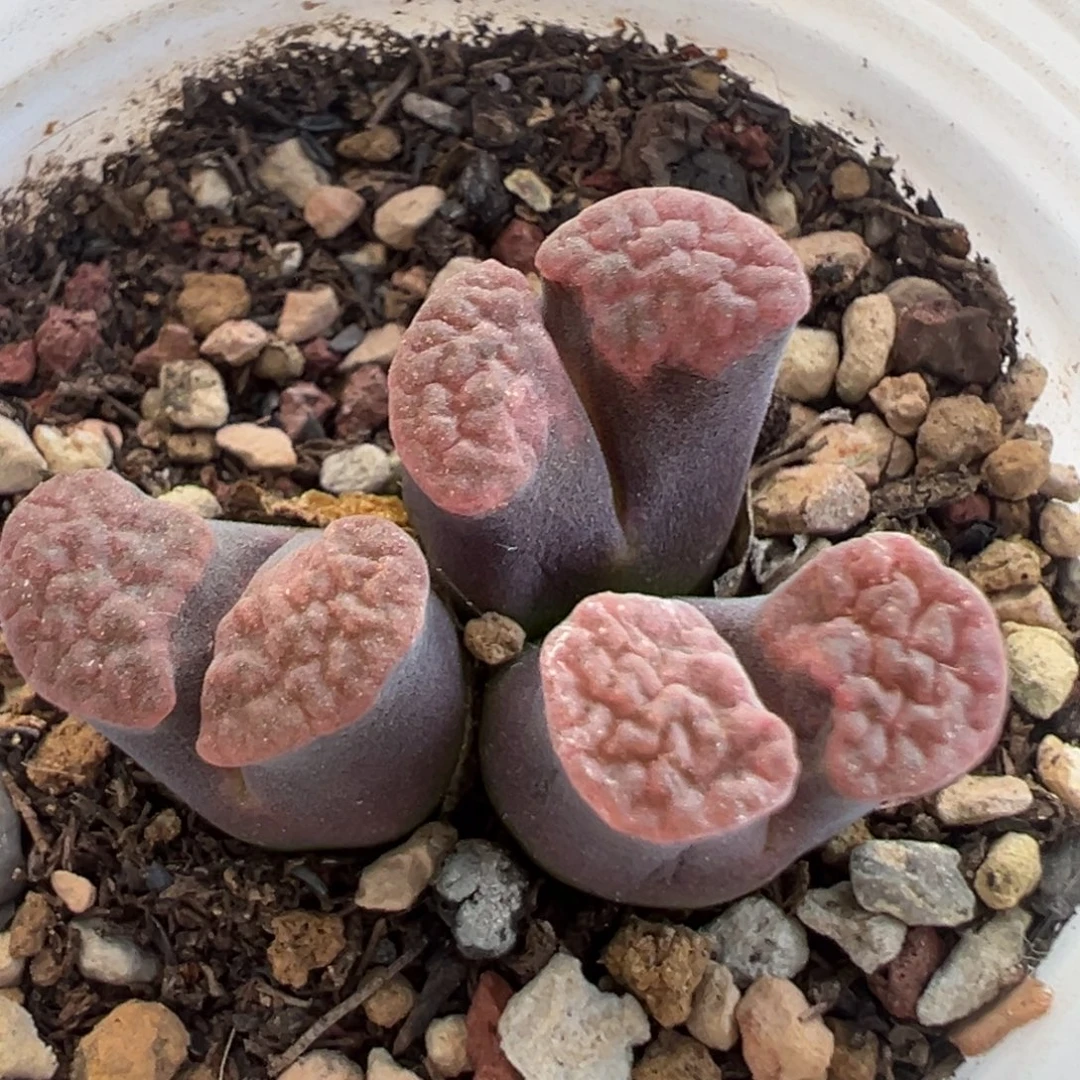 美磁铁  肉锥植物