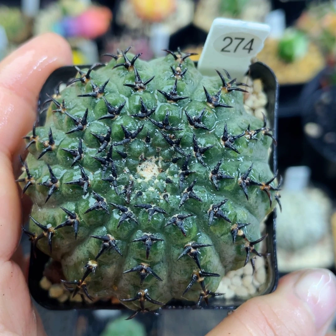 盆5公分满25包邮裸根发货