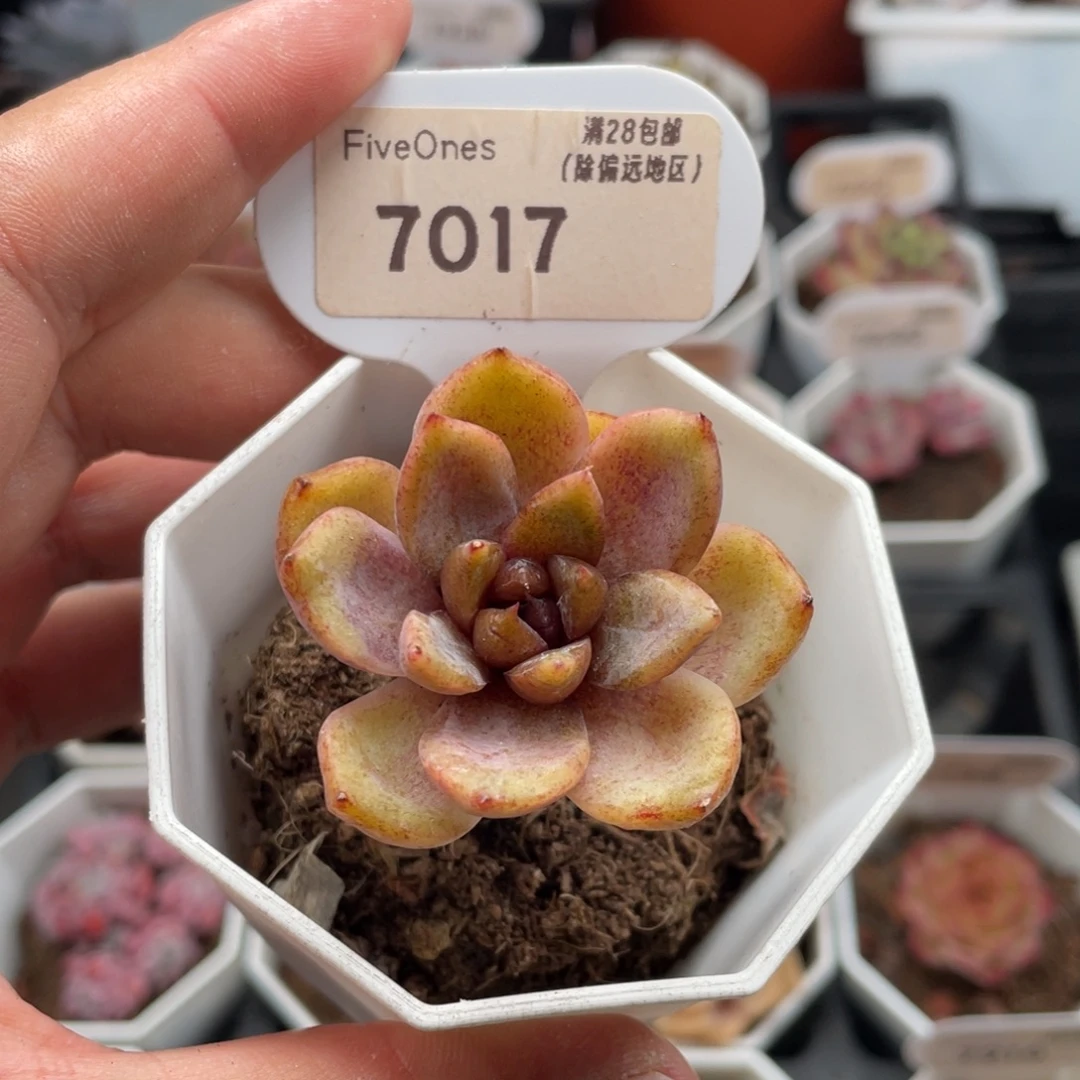 巧克力慕斯7017-4厘米