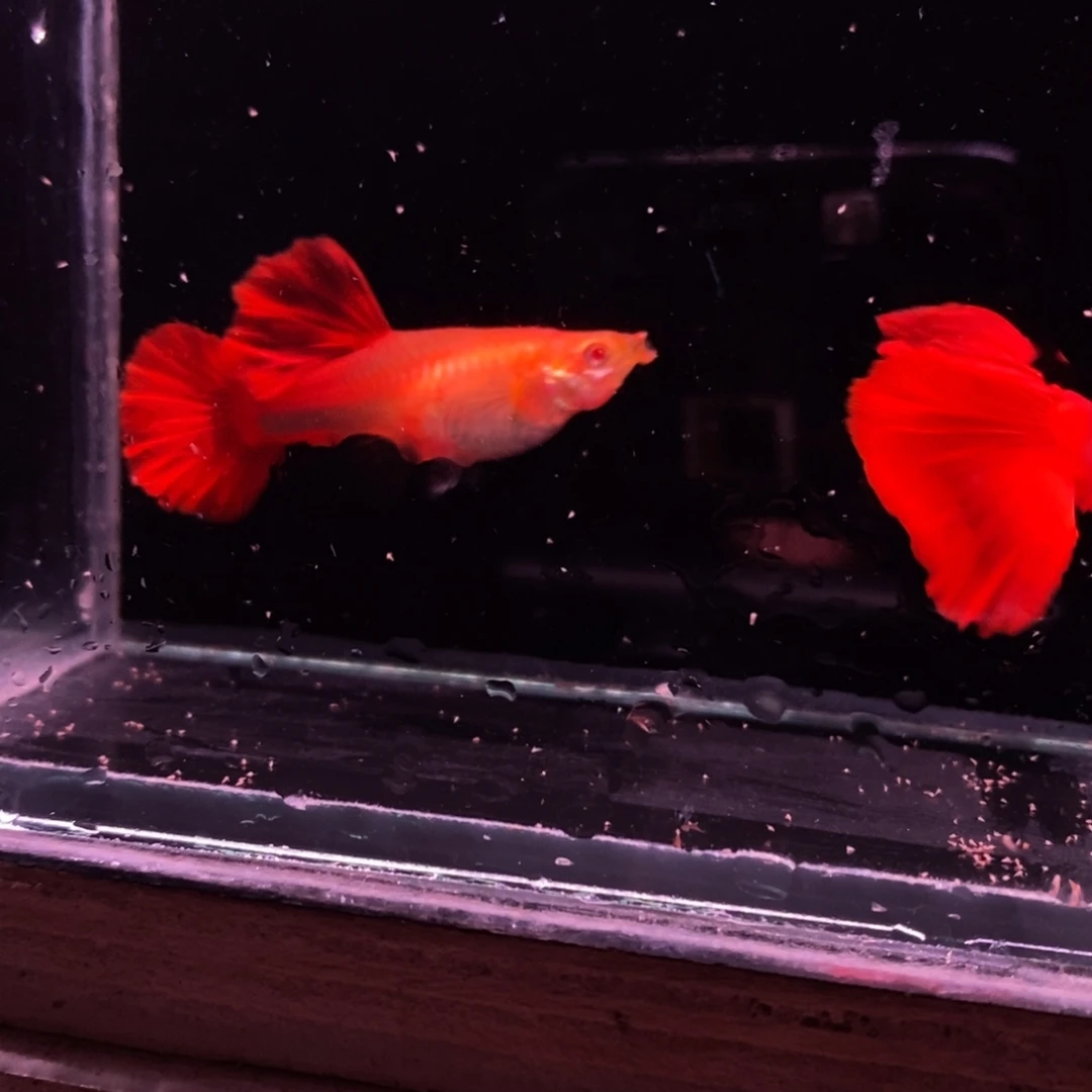 孔雀鱼极品血红一对