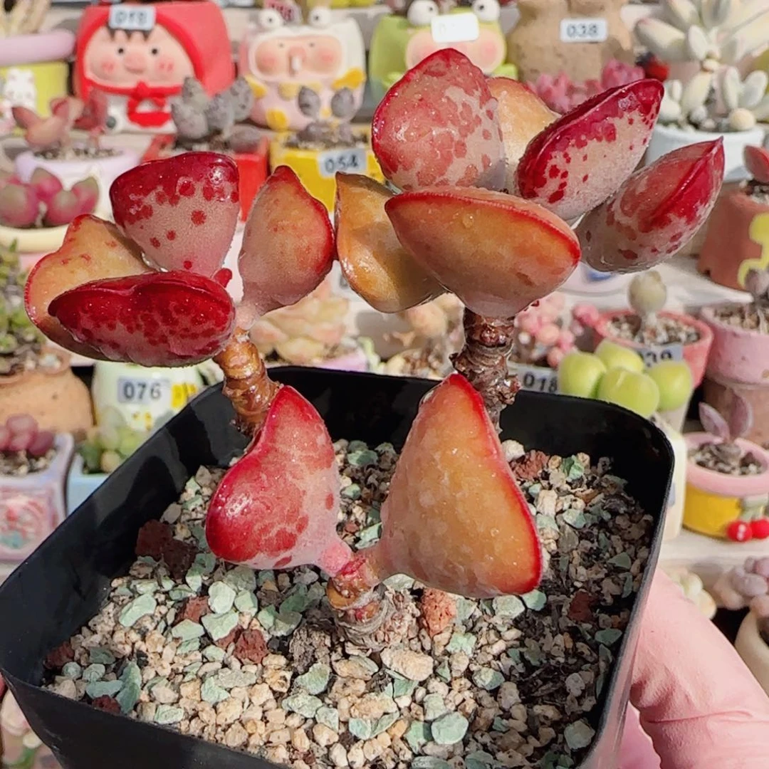 老桩爱心 盆口6cm
