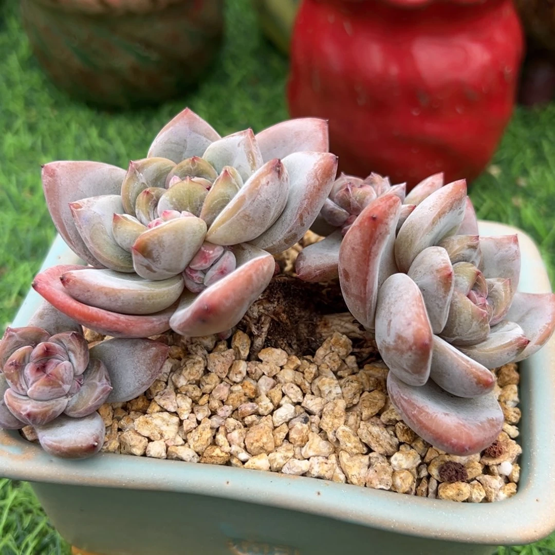 啊石榴籽星影小树福利六头带崽