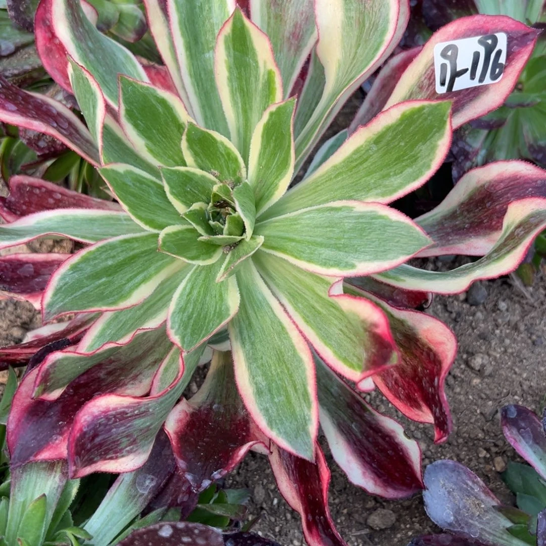 天***饭196黑魅影多肉